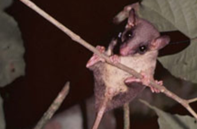 tree-shrew.jpg