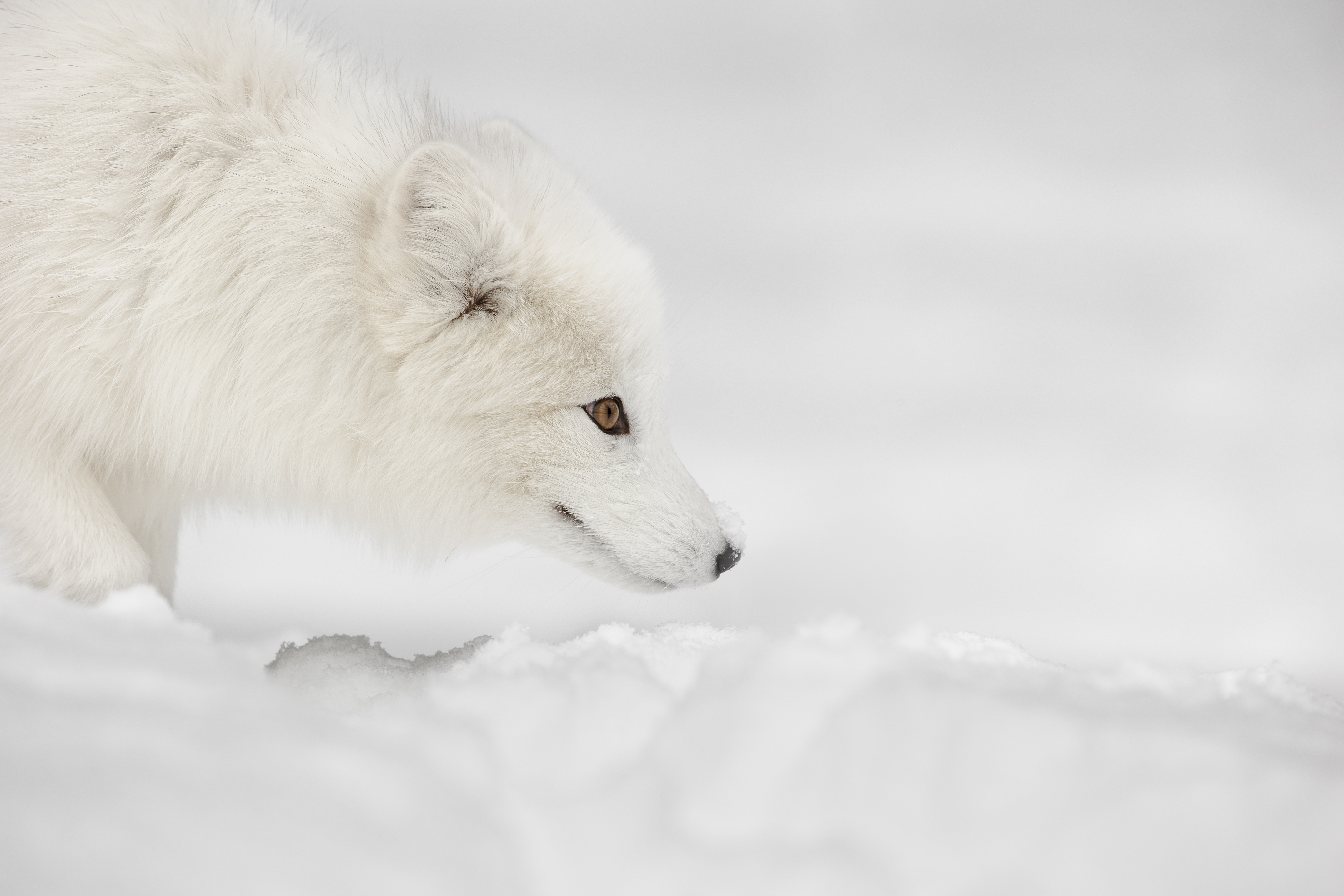 arctic tundra animals