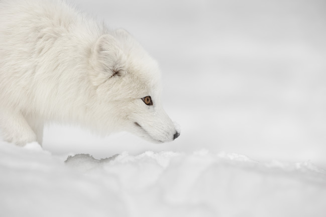 10 Amazing Animals of the Arctic