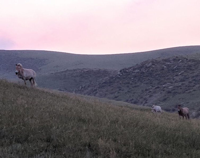horses wild valley