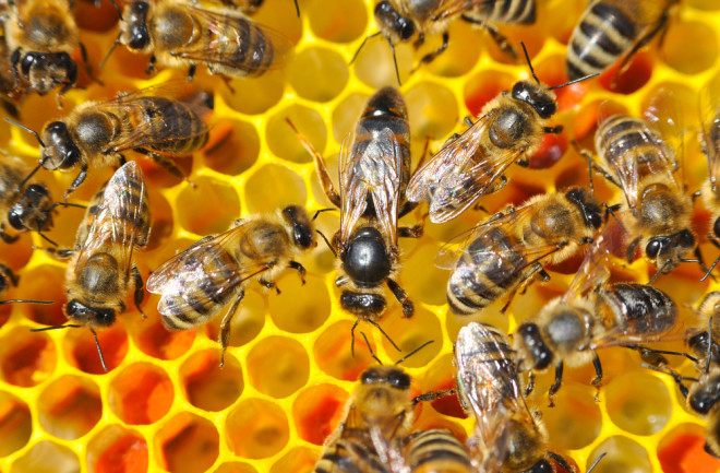 honey bees honeycomb 