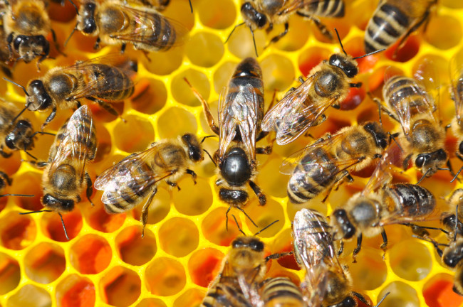 honey bees honeycomb 