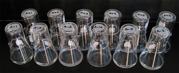 LTEE_flasks.jpg