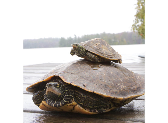 Male-Female-Turtle