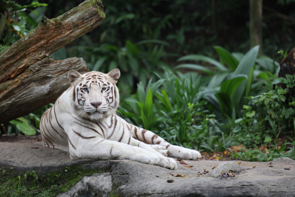The Complicated Story of the White Tiger