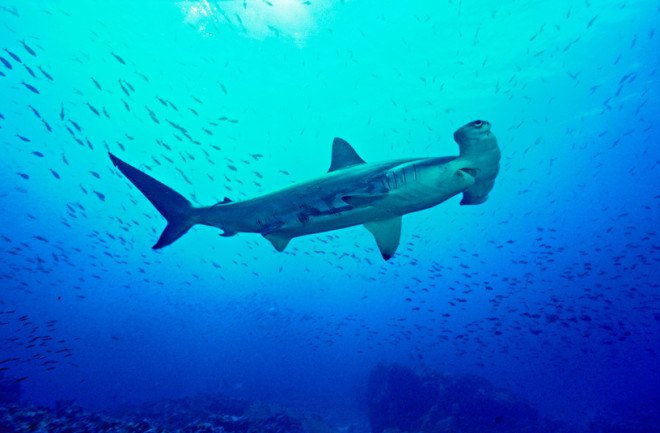 hammerhead-shark.jpg