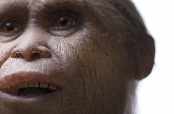 Homo floresiensis