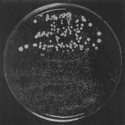 THE Penicillin Plate - Alexander Fleming