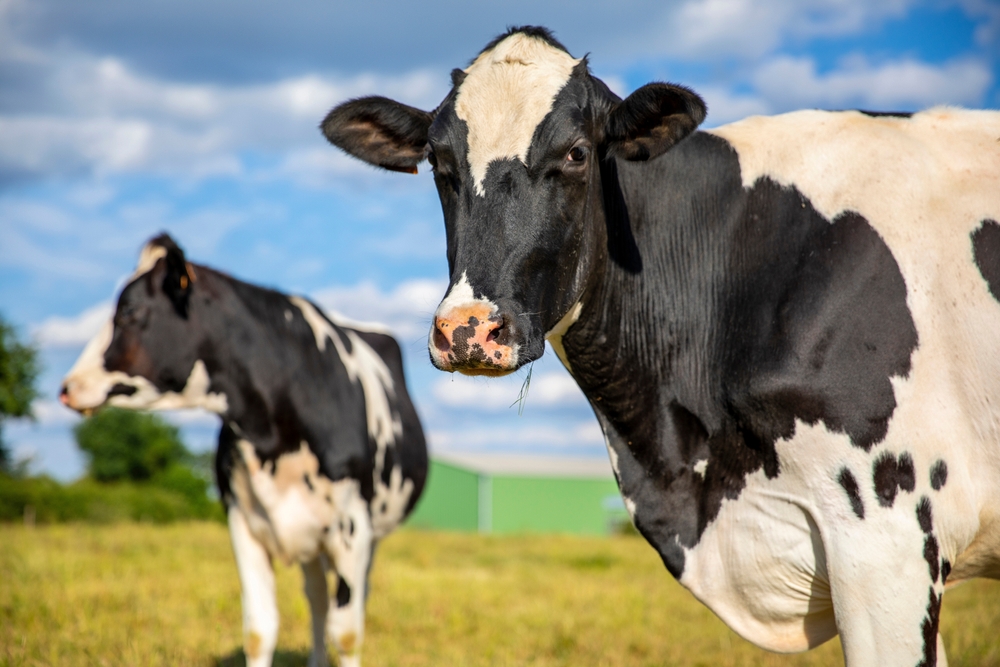 Bird Flu’s Spread Among Dairy Cows Appears to Be Picking Up Its Pace