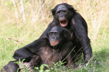 bonobos.jpg