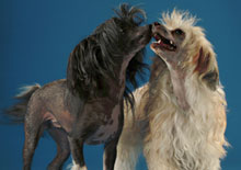 hairless-dog.jpg