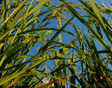 rice-plants.jpg