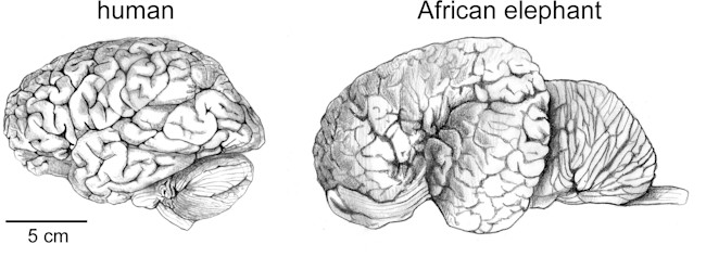 Neanderthal Brains Bigger Not Necessarily Better Discover