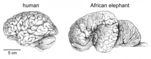 Intelligence is influenced by other factors than absolute brain size. Otherwise elephants would out-smart humans (credit: Herculano-Houzel 2009 Frontiers in Human Neuroscience).