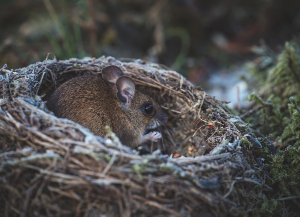 Mouse in Nest Outside