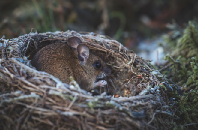 Mouse in Nest Outside