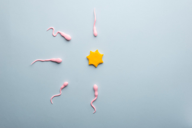 Sperm and ovum fertilization 