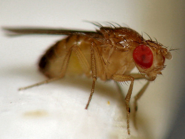 drosophila.jpg