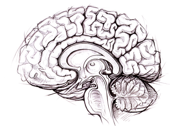Brain - Shutterstock