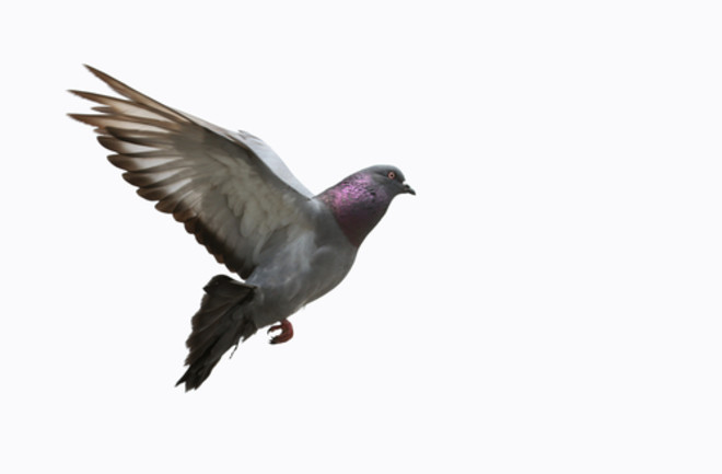 Pigeon in flight