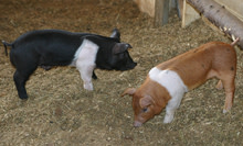 piglets.jpg