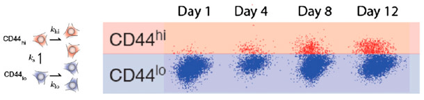 CD44.jpg