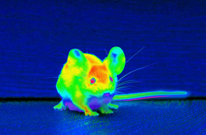 mouse in infrared