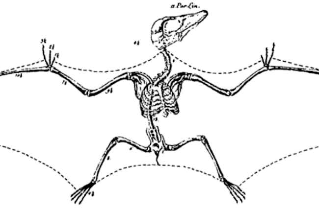 Epic Flight Fail Pterosaur Models Are Wrong Says Study Discover Magazine