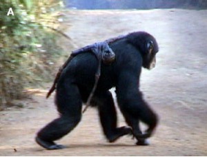 A chimpanzee named Jire carried the mummified remains of her dead infant for 68 days after its death in Bossou, Guinea.
