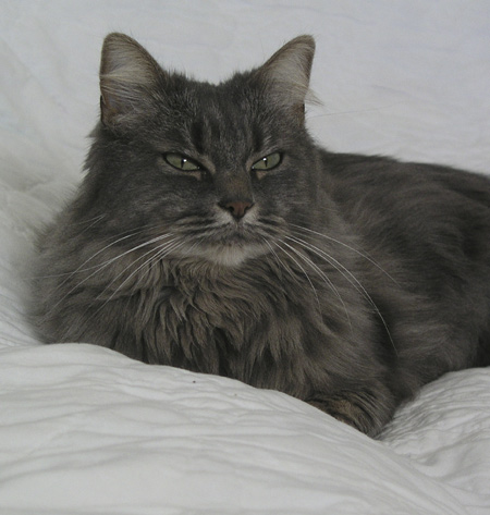 bedridden3.jpg