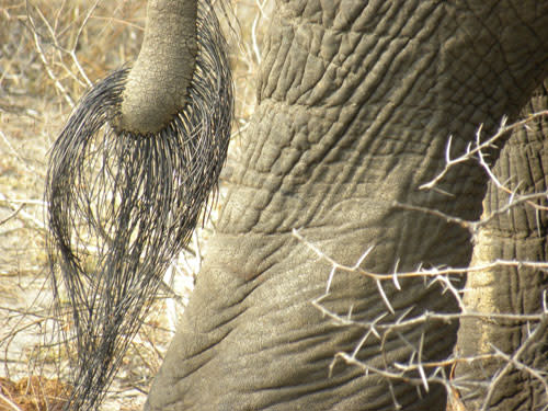 Elephant_tail.jpg