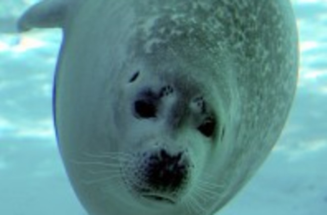 seal-199x300.jpg