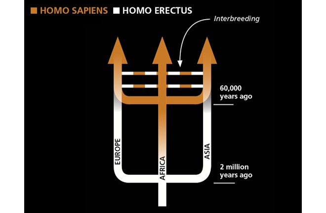multiregionalism-model 2