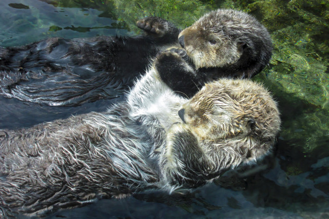 Two Otters Floating Hold Paws