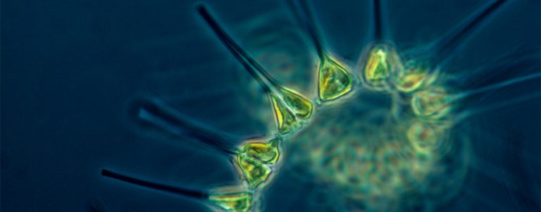 Phytoplankton - NOAA