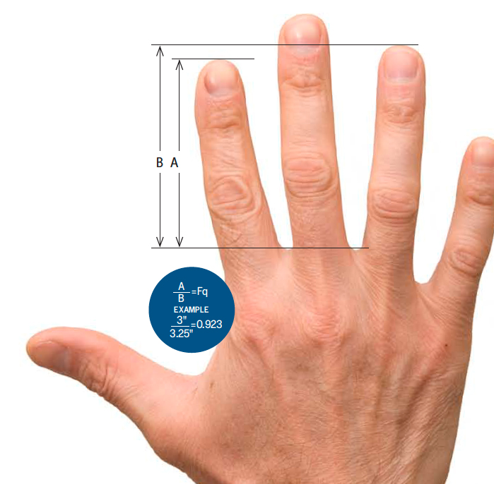 Herkenning radicaal voordeel Finger Length Predicts Health and Behavior | Discover Magazine