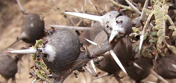 Whistling-thorn-acacia.jpg