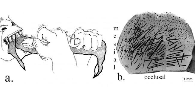 125157-1024x455.jpg