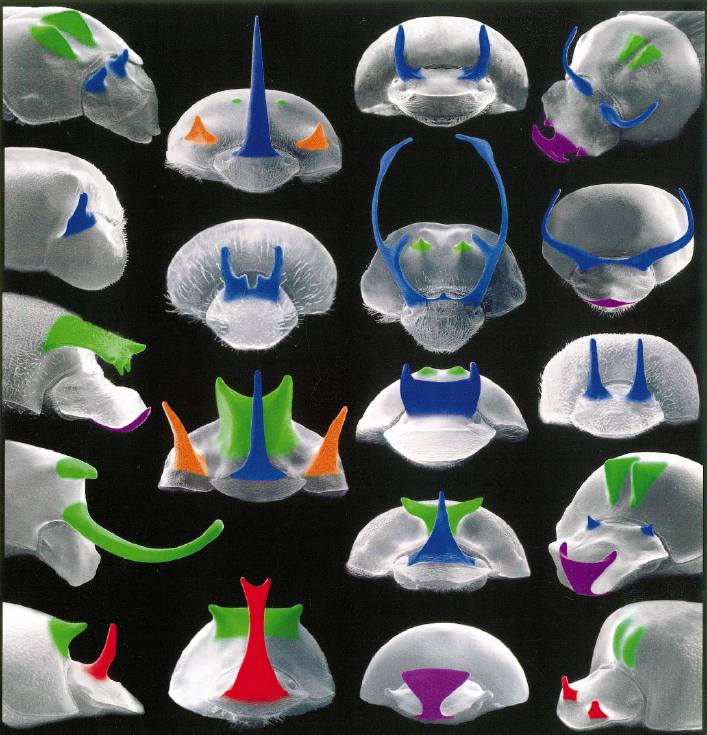 Beetle horns.jpg