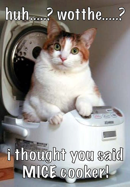 lol_cats_by_anamalous4_httpbit.ly1AgO0w5.jpg