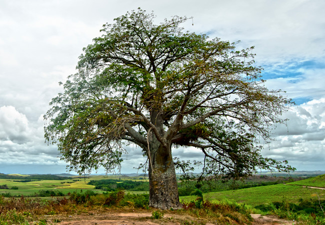 Baobab-Tree