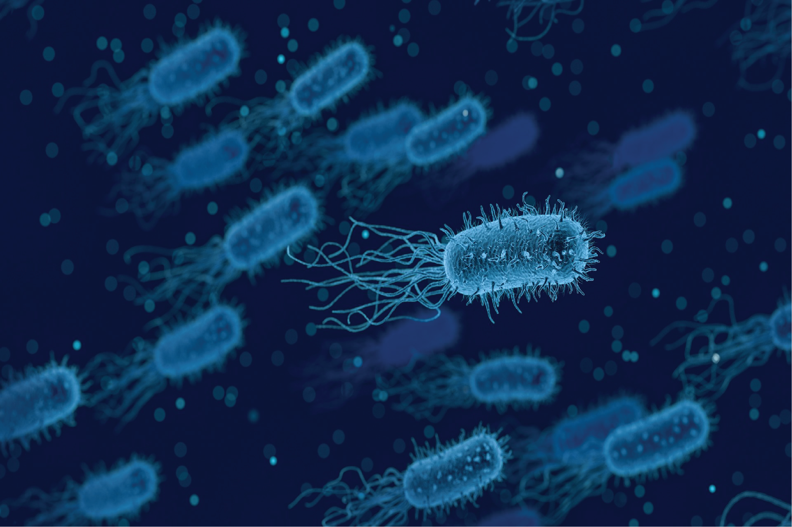 Bacteria