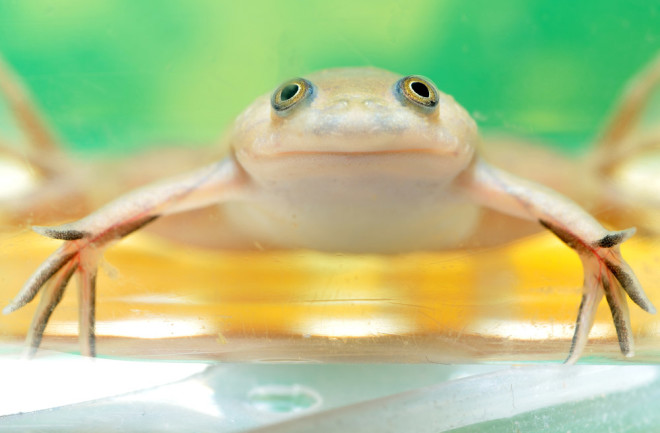 african clawed frog regrow limbs.