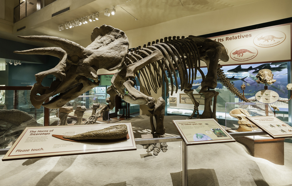 triceratops.jpg