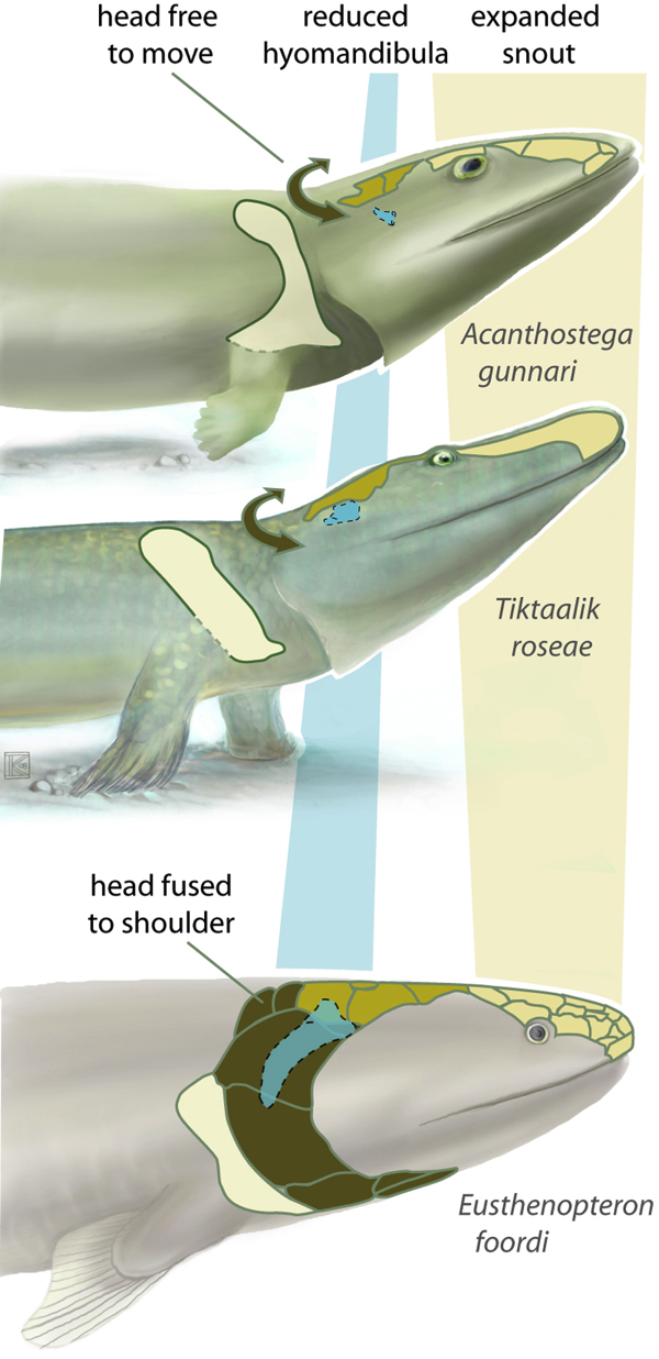 Hyomandibula