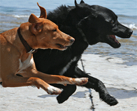 dogrun.gif