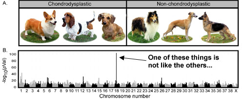 Short-leggeddogs.jpg