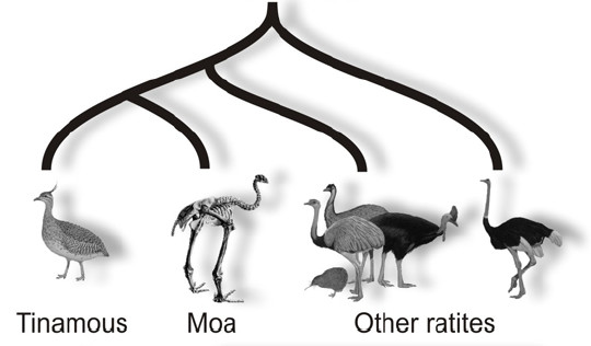 ratite-tree.jpg