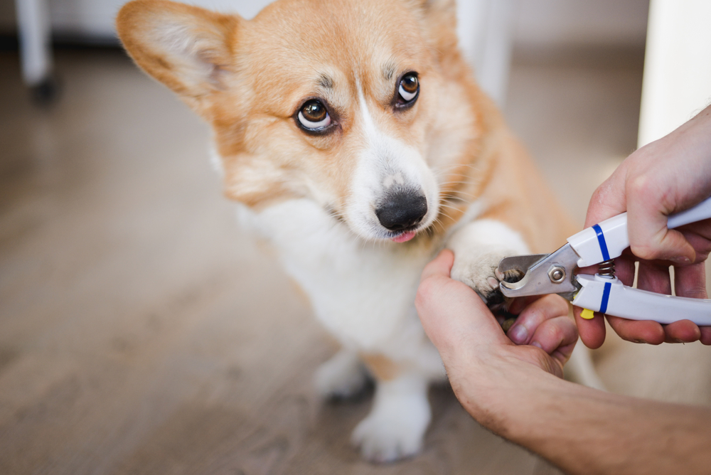 What Are the Best Dog Nail Clippers? - Whole Dog Journal