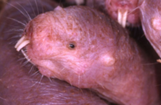 naked-mole-rat.jpg